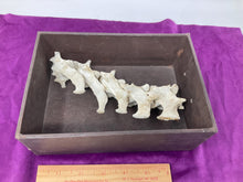 Load image into Gallery viewer, Found deer vertebrae bones. Bleached and clean. Beautiful Bone. Ethically Sourced. Part of spine.
