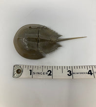 Load image into Gallery viewer, small horseshoe crab skeleton. Exoskeleton Molt. 4 inches long, approximately.
