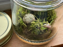 Load image into Gallery viewer, Specimen Jar with Itty Bitty Sea Urchin. Baby sea urchin in jar.
