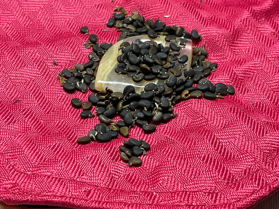 BLACK Locust Seeds. 5 seed lot. Robinia Pseudoacacia.
