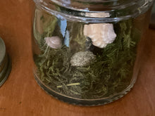 Load image into Gallery viewer, Specimen Jar with Itty Bitty Sea Urchin. Baby sea urchin in jar.
