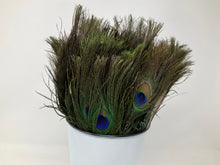 Load image into Gallery viewer, 2 Peacock Feather. Approximately 12 inches tall. Ethically Sourced.
