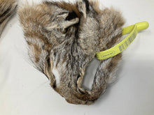 Load image into Gallery viewer, Choice of One Bobcat Face. Clean and tanned.
