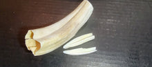 Load image into Gallery viewer, Ethically Sourced Hog Tusk. Cleaned and Sanitized.
