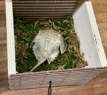 Load image into Gallery viewer, Traveling horseshoe crab shadow box. Small horseshoe crab in a moss-lined sushi mat style box.
