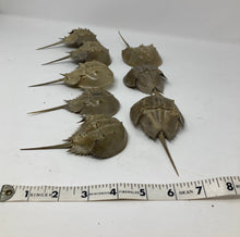 Load image into Gallery viewer, Choice of ONE medium horseshoe crab skeleton. Exoskeleton Molt. 4.75 inches long, approximately.
