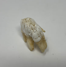 Load image into Gallery viewer, Ethically Sourced Hog Tooth. Cleaned and Bleached. Animal Oddity Curio Display Shadowbox
