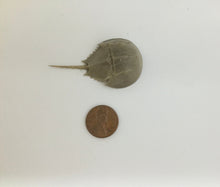 Load image into Gallery viewer, XS horseshoe crab skeleton with cosmetic issues. Molt. One inch by 2 inches Exoskeleton. Choice of size
