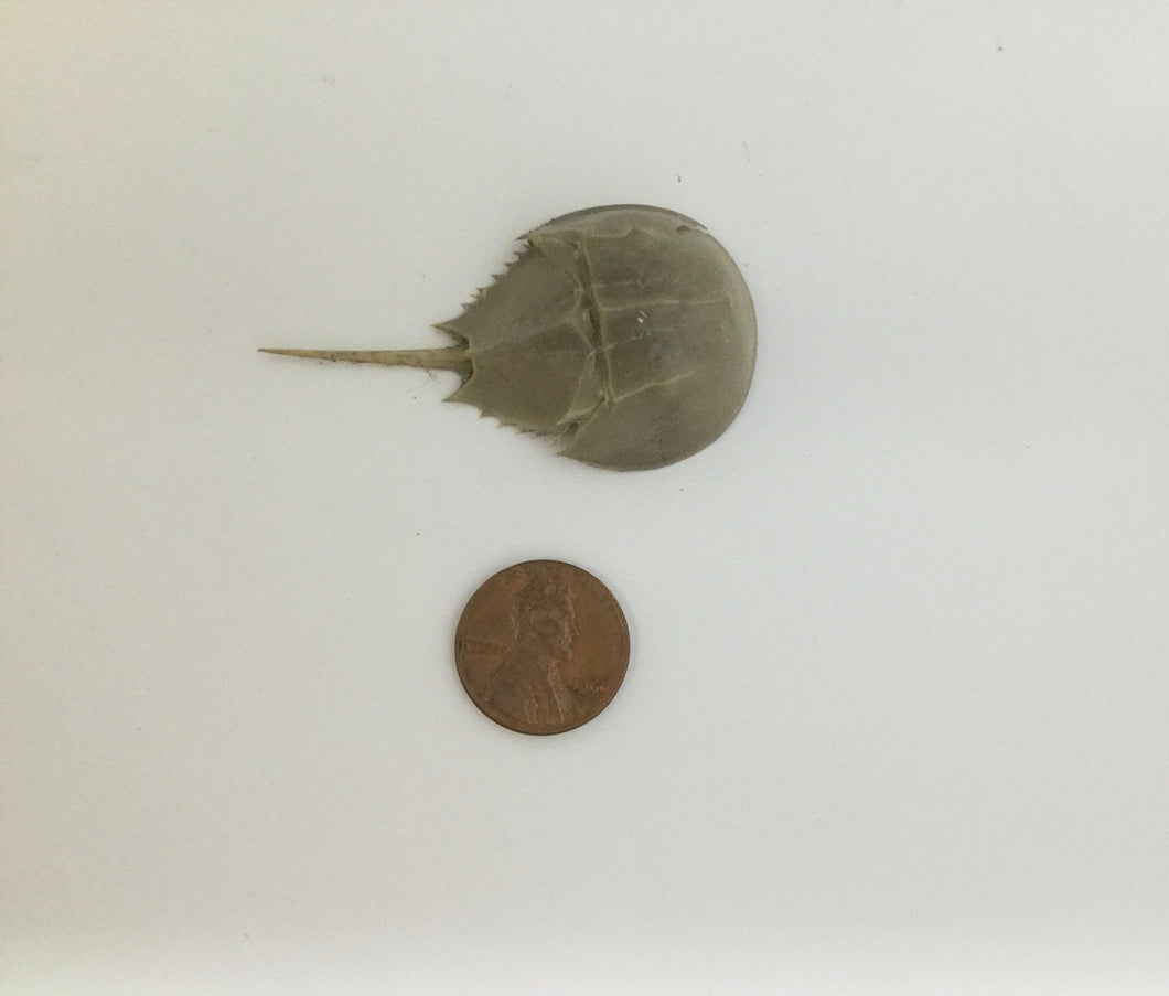 XS horseshoe crab skeleton with cosmetic issues. Molt. One inch by 2 inches Exoskeleton. Choice of size