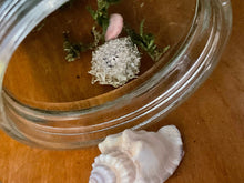 Load image into Gallery viewer, Specimen Jar with Itty Bitty Sea Urchin. Baby sea urchin in jar.

