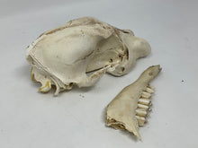 Load image into Gallery viewer, Coyote Skull and Coyote Jaw Bone lot. As is. Cleaned, Sanitized.
