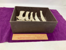 Load image into Gallery viewer, Found deer vertebrae bones. Bleached and clean. Beautiful Bone. Ethically Sourced. Part of spine.
