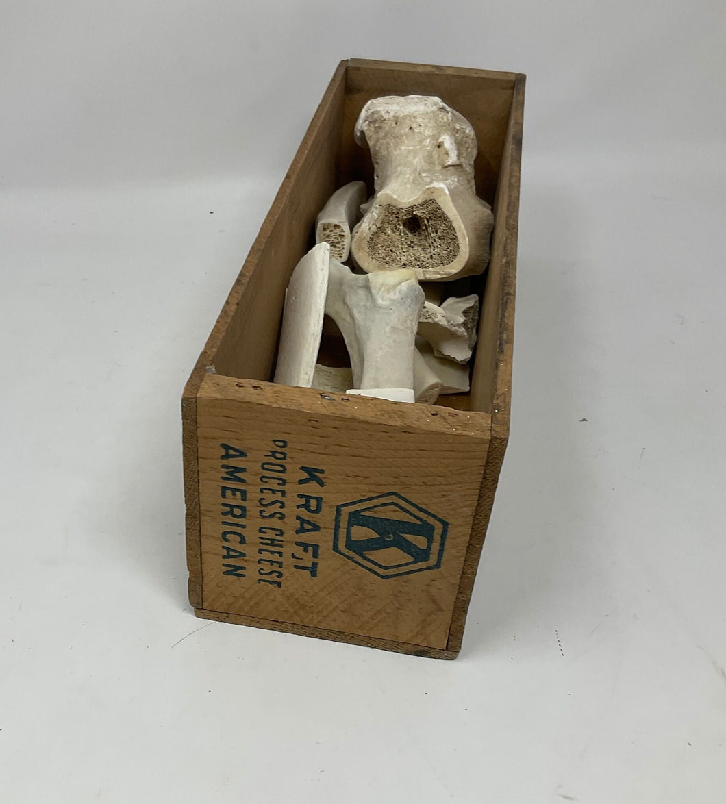 Vintage Cheese Crate with Sanitized and Ethically Sourced Found Animal Bones.