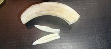 Load image into Gallery viewer, Ethically Sourced Hog Tusk. Cleaned and Sanitized.
