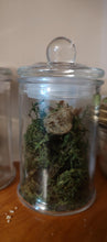 Load image into Gallery viewer, Specimen Jar with Oothecas.
