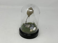 Load image into Gallery viewer, Full Horseshoe Crab specimen in a plastic dome Cloche.
