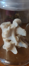 Load image into Gallery viewer, Specimen Jar with fused deer vertebrae
