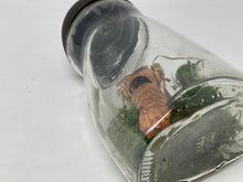 Load image into Gallery viewer, Intact Crawdad. Preserved Crawdaddy in Jar. Crawfish Crayfish Specimen Jar.

