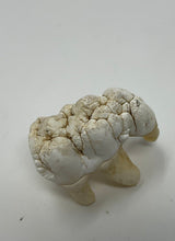 Load image into Gallery viewer, Ethically Sourced Hog Tooth. Cleaned and Bleached. Animal Oddity Curio Display Shadowbox

