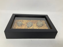 Load image into Gallery viewer, 3 Tiny horseshoe crabs in a shadow box.
