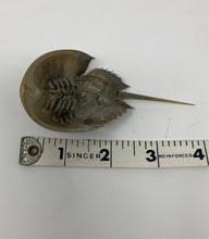 Load image into Gallery viewer, small horseshoe crab skeleton. Exoskeleton Molt. 4 inches long, approximately.
