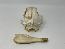 Load image into Gallery viewer, Coyote Skull and Coyote Jaw Bone lot. As is. Cleaned, Sanitized.
