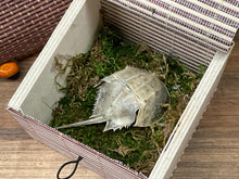 Load image into Gallery viewer, Traveling horseshoe crab shadow box. Small horseshoe crab in a moss-lined sushi mat style box.
