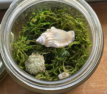 Load image into Gallery viewer, Specimen Jar with Itty Bitty Sea Urchin. Baby sea urchin in jar.

