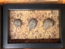 Load image into Gallery viewer, 3 Tiny horseshoe crabs in a shadow box.
