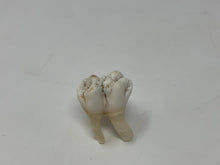 Load image into Gallery viewer, Ethically Sourced Hog Tooth. Cleaned and Bleached. Animal Oddity Curio Display Shadowbox
