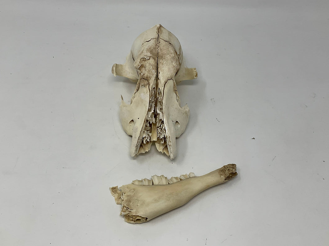 Coyote Skull and Coyote Jaw Bone lot. As is. Cleaned, Sanitized.