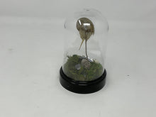 Load image into Gallery viewer, Full Horseshoe Crab specimen in a plastic dome Cloche.
