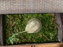 Load image into Gallery viewer, Traveling horseshoe crab shadow box. Small horseshoe crab in a moss-lined sushi mat style box.
