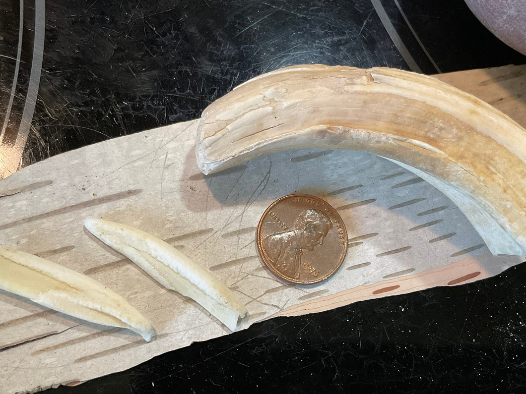 Ethically Sourced Hog Tusk. Cleaned and Sanitized.