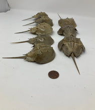 Load image into Gallery viewer, Choice of ONE medium horseshoe crab skeleton. Exoskeleton Molt. 4.75 inches long, approximately.
