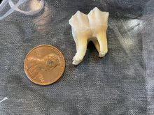 Load image into Gallery viewer, Ethically Sourced Hog Tooth. Cleaned and Bleached.
