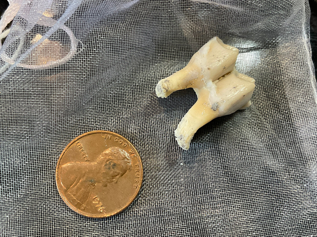 Ethically Sourced Hog Tooth. Cleaned and Bleached.