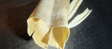 Load image into Gallery viewer, Ethically Sourced Hog Tusk. Cleaned and Sanitized.
