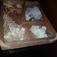 Load image into Gallery viewer, Vintage Real Naturalist Shadow Box. Handcrafted. Terrarium Under Glass Boho 70s Framed.
